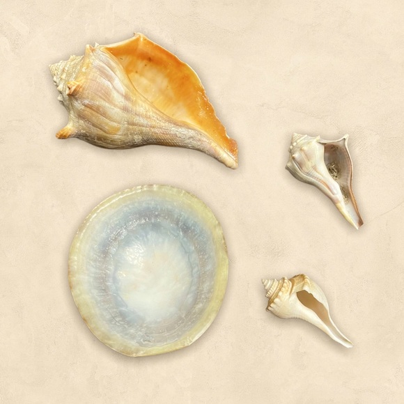 Sea Shells “Home Decor or Aquarium Decorations” - Picture 4 of 5